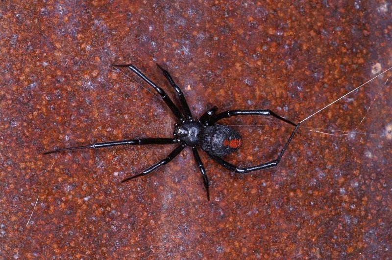 Latrodectus_hasselti_D3454_Z_90_Karinji NP_Australie.jpg